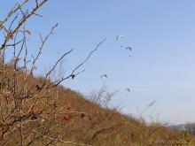 Janowiec 17-25.11.2006